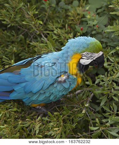 Blue and yellow macaw eating berries from a bush
