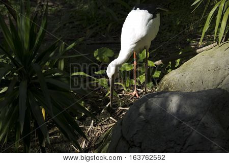 Maguari stork (Ciconia maguari) hunting near rocks