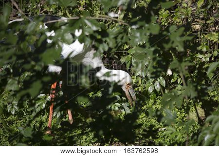 Maguari stork (Ciconia maguari) hunting in thick foliage