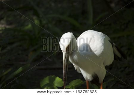 Maguari stork (Ciconia maguari) in a park