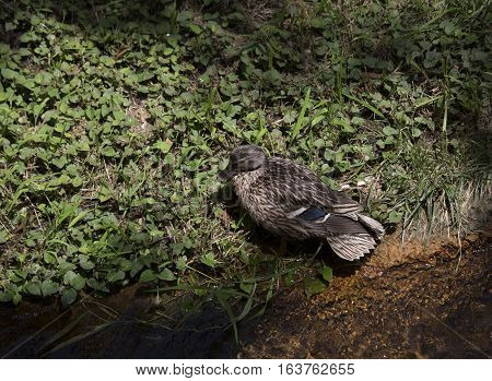 Mallard hen (Anas platyrhynchos) lying on a pond shore in the spring