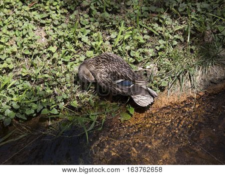 Mallard hen (Anas platyrhynchos) lying on a pond shore in the spring