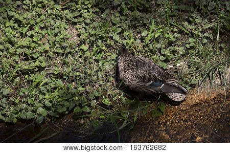 Mallard hen (Anas platyrhynchos) lying on a pond shore in the spring
