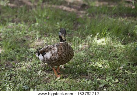 Nonbreeding mallard drake (Anas platyrhynchos) walking toward the camera
