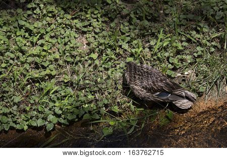 Mallard hen (Anas platyrhynchos) lying on a pond shore in the spring