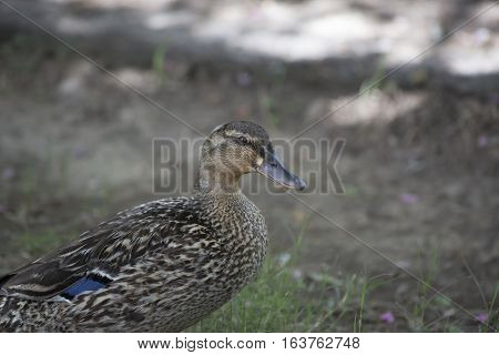 Close up of a mallard hen (Anas platyrhynchos) in the summer shade