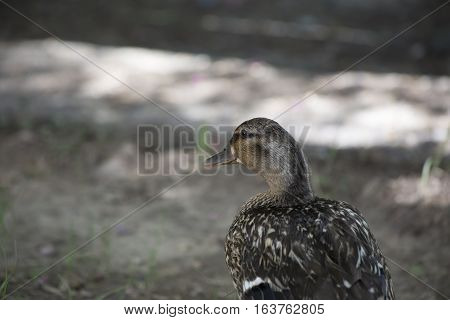 Mallard hen (Anas platyrhynchos) in the summer shade