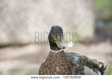 Close up of a nonbreeding mallard drake (Anas platyrhynchos)