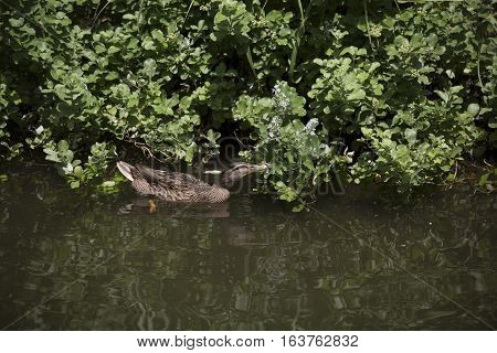 Mallard hen (Anas platyrhynchos) searching for food