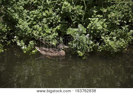 Mallard hen (Anas platyrhynchos) searching for food