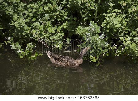 Mallard hen (Anas platyrhynchos) searching for food
