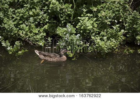 Mallard hen (Anas platyrhynchos) searching for food