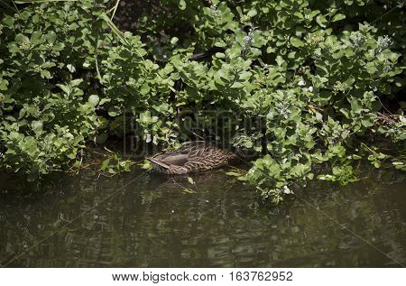 Mallard hen (Anas platyrhynchos) searching for food