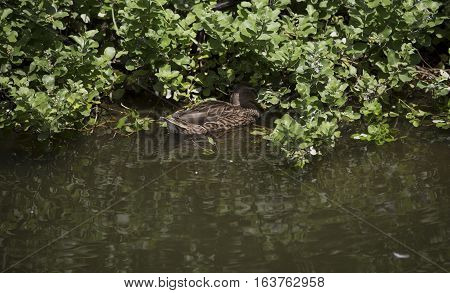Mallard hen (Anas platyrhynchos) searching for food