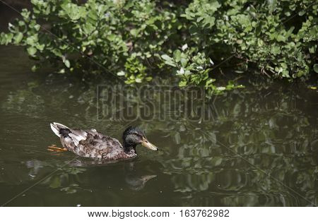 Nonbreeding mallard drake (Anas platyrhynchos) swimming near a lake shore