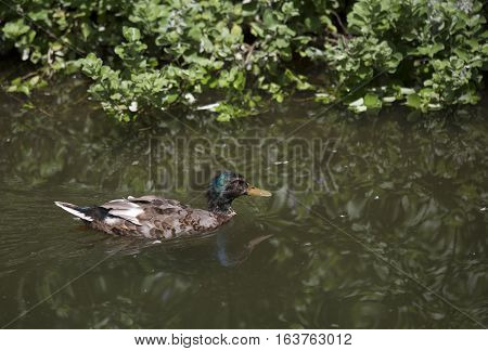 Nonbreeding drake (Anas platyrhynchos) swimming in a pond