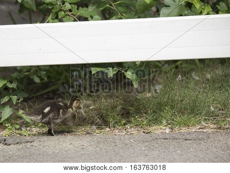 Mallard chick (Anas platyrhynchos) roaming a park