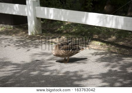 Mallard hen (Anas platyrhynchos) grooming near a fence
