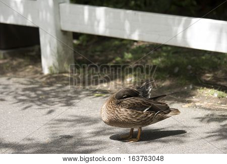 Mallard hen (Anas platyrhynchos) grooming near a fence