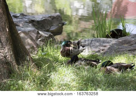 Nonbreeding mallard drakes in the summer sun