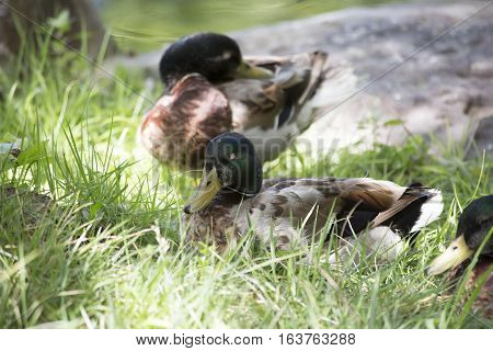 Nonbreeding mallard drakes resting in the summer sun
