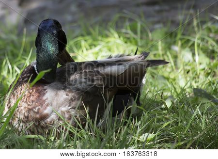 Nonbreeding mallard drake in the summer shade