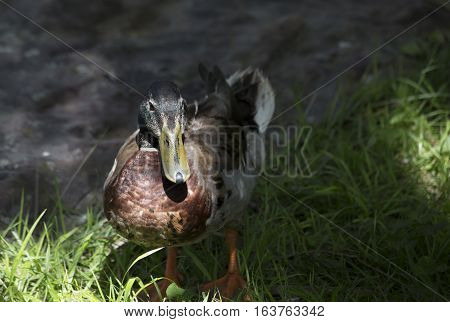 Nonbreeding mallard drake in the summer shade