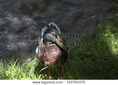 Nonbreeding mallard drake in the summer shade