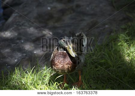 Nonbreeding mallard drake in the summer shade