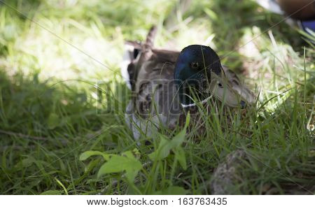 Mallard drake resting in the summer grass