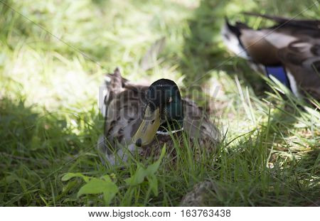Mallard drake resting in the summer grass