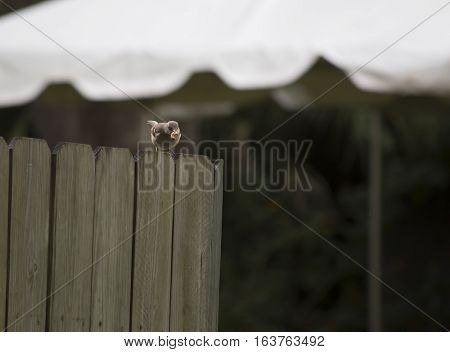 Northern mockingbird (Mimus polyglottos) on a wooden fence