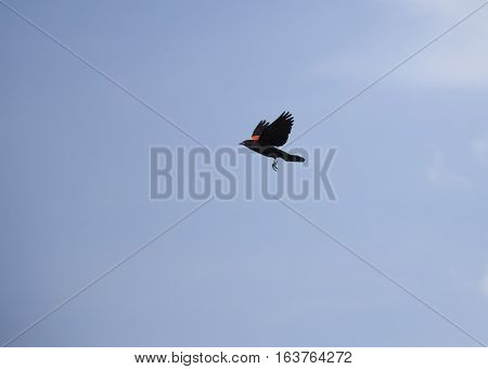 Red-winged blackbird in flight high in the sky