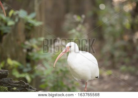 Close up of a white ibis bird
