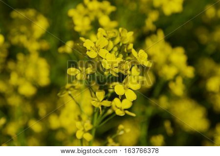 Yellow Flowers Of Winter Cress Or Rapeseed