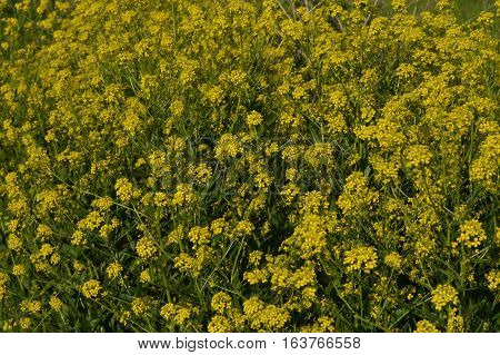Yellow Flowers Of Winter Cress Or Rapeseed