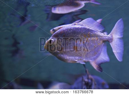 Close up of a red-bellied piranha (Pygocentrus nattereri)