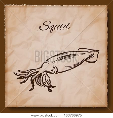 Seafood vintage illustration with squid. Template for menu or brochure. Vector illustration
