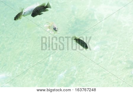 Five Zambezi River fish swimming in freshwater