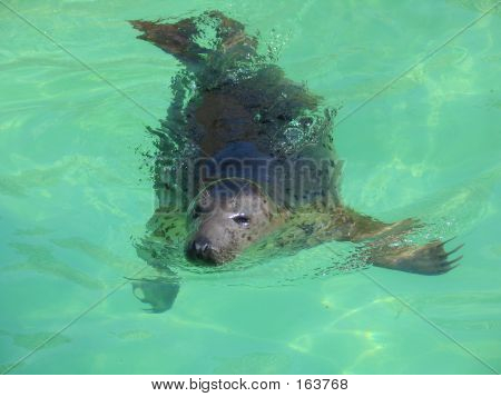 Fur Seal