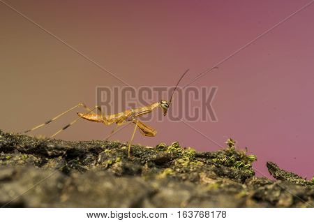 yellow praying mantis on the green grass in field, praying mantis macro shot natural background