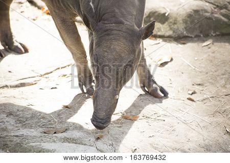 Close up of a babirusa (Buru babirusa) also called a deer-pig