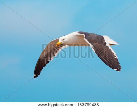 Ocean seagull in flight isolated on blue sky background.