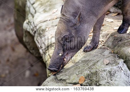 Close up of a babirusa (Buru babirusa) also called a deer-pig