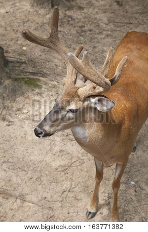 Buck with velvet antlers in the forest