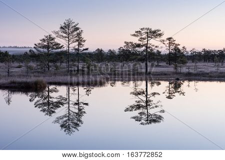 Sunrise in the bog. Icy cold marsh. Frosty ground. Swamp lake and nature. Freeze temperatures in moor. Muskeg natural environment. Beautiful trees sky and cloud reflection in water in the fen.