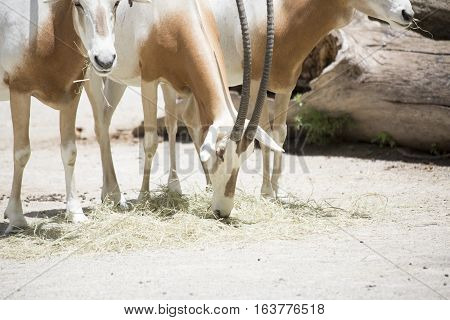 Scimitar Oryx