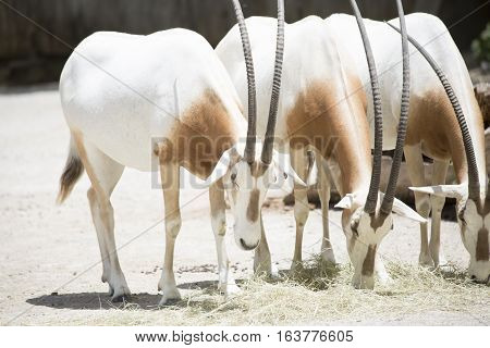 Scimitar Oryx