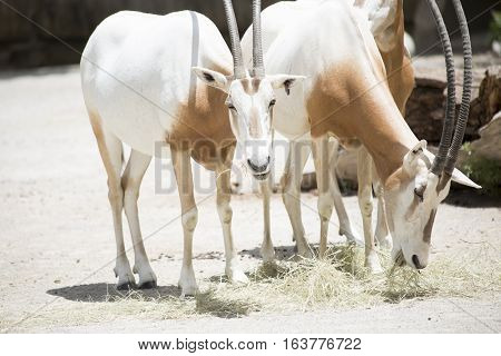 Scimitar Oryx