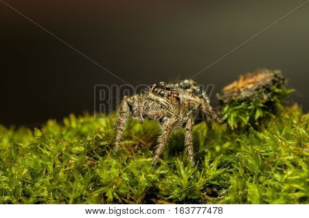 spider jump on the green grass morning, gray background